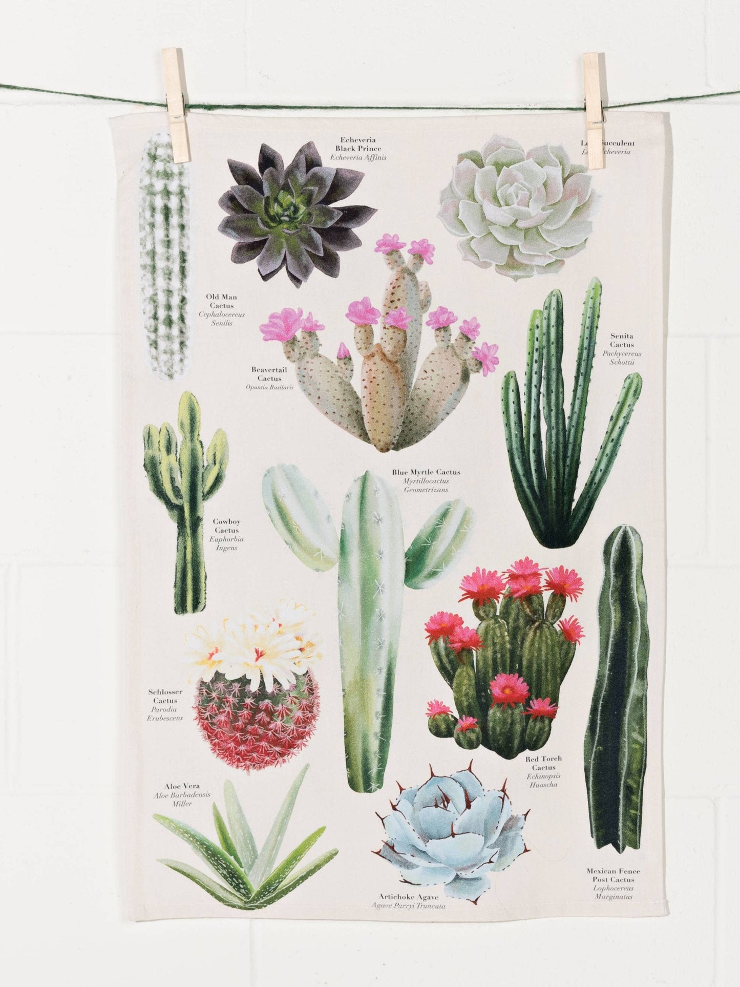 Botanical Cacti Dishtowel